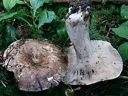 Gołąbek gęstoblaszkowy