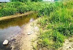 Potok Rządza w Kraszewie