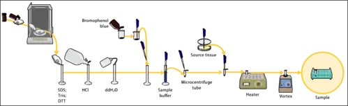 Przygotowanie próbki do elektroforezy SDS