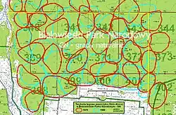 Sowy Puszczy Białowieskiej