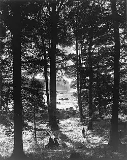 Black-and-white photograph of slender, tall birch trees