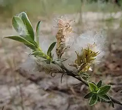 Owoce (wierzba płożąca piaskowa)