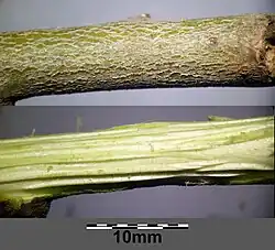 Pęd z korą i po zdjęciu kory