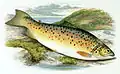Salmo stomachicus