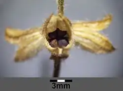 Owoce w trwałych kielichach