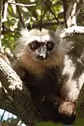 Eulemur sanfordi – osobnik męski