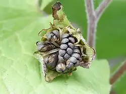 Dojrzały owoc i nasiona