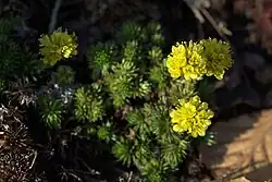 Saxifraga juniperifolia