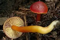 Wilgotnica karminowa