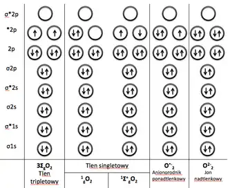 Schemat 1. Rozkład elektronów na orbitalach molekularnych tlenu