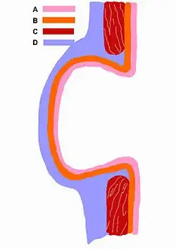 Schematyczny obraz uchyłka A – tunica mucosa; B – tela submucosa; C – tela muscularis; D – tunica serosa et subserosa.