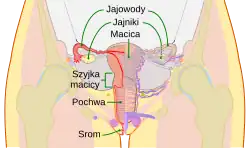 Układ rozrodczy (żeński)