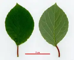 Cytryniec chiński. Liście