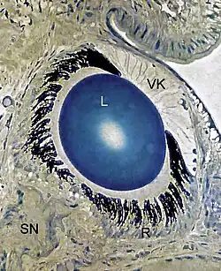 Obraz mikroskopowy przekroju oka ślimaka barwionego błękitem toluidynowym (oznaczenia: VK – komora przednia, L – soczewka, R – siatkówka, Sn – nerw wzrokowy)