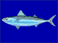 Scomber japonicus
