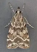 Scoparia pyralella (Scopariinae), Wielka Brytania