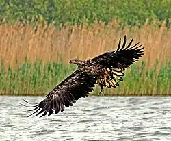  Młody bielik (brunatny kolor dzioba, żółtawa woskówka, pstrokate upierzenie, ciemne sterówki), unosi się w locie w górę, trzymając rybę szponami obydwu nóg. Skrzydła rozłożone, w dolnej fazie wymachu, lotki rozcapierzone, wygięte w górę. Poniżej tafla wody, z tyłu w tle trzcinowisko.