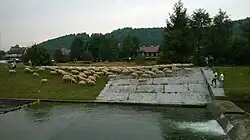 Powrót z wypasu owiec