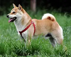 Shiba inu(Japonia)