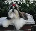 Shih tzu(Tybet)