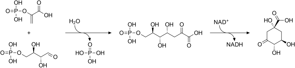 Etap I. Biosynteza 3-dehydrochinianu (DHQ) z fosfoenolopirogronianu