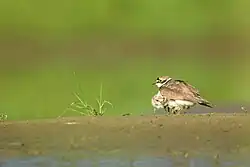 Sieweczka rzeczna ukrywająca pisklę