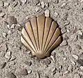 Muszla jakubowa na chodniku