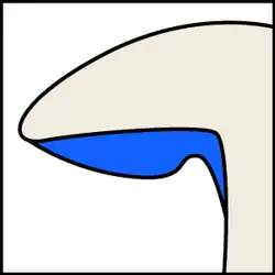 Blaszki zbiegające z ząbkiem