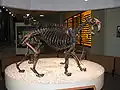 Skamieniały szkielet Smilodon californicus w muzeum Rancho La Brea