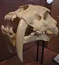 Skamieniała czaszka Smilodon fatalis w Muzeum Historii Naturalnej w San Diego