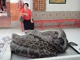 Pyton zamieszkujący świątynię (2012)