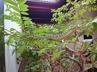 Wąż ukryty wśród roślinności (2012)