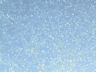 50–60% konfluencji