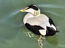 Dorosły samiec edredona odpływa od obserwatora w lewo po skosie – widok z tyłu z góry. Głowa w lewym profilu. Widoczne kontrastowe czarno-białe upierzenie, zielonożółty dziób oraz, pod wodą, wiosłująca lewa noga