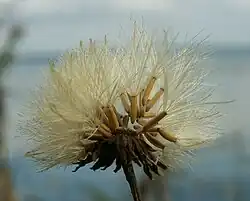 Odrywające się z zasychającego dna koszyczka niewielkie, podłużne owocki zaopatrzone w delikatny puch kielichowy