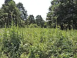 Strzeliste, smukłe rośliny wyrastające ponad wysokie trawy na wilgotnej łące, w tle las