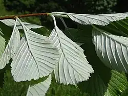 Spodnia strona liści