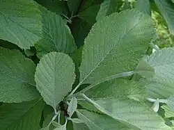 Wierzchnia strona liści