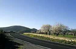 Południowa Majorka w styczniu (kwitnące migdałowce)