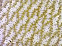 Obraz mikroskopowy komórek listka od strony brzusznej