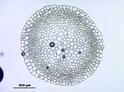 Przekrój poprzeczny przez łodyżkę gałązkową