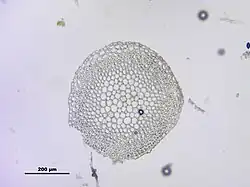 Przekrój przez łodyżkę