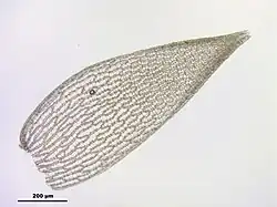 Obraz mikroskopowy, listek gałązkowy w centrum na jasnym tle