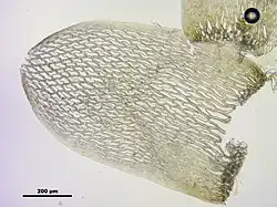 Obraz mikroskopowy, listek łodyżkowy w centrum na jasnym tle