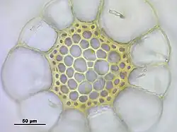 Przekrój poprzeczny przez łodyżkę gałązkową