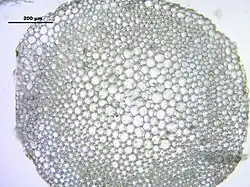 Przekrój poprzeczny przez łodyżkę