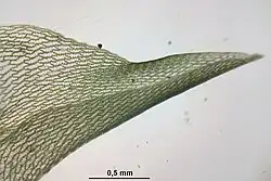Kończyk na wierzchołku listka gałązkowego