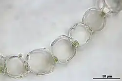 Przekrój poprzeczny przez listek gałązkowy