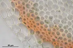 Przekrój przez łodyżkę