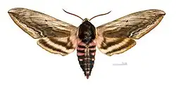 ♂